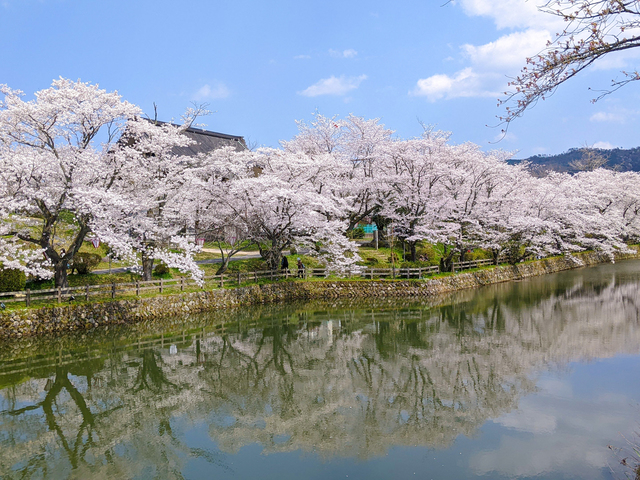 鹿野城跡公園の桜の画像 1枚目