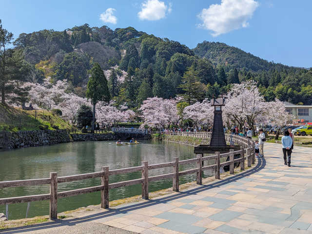 鹿野城跡公園の桜の画像 2枚目