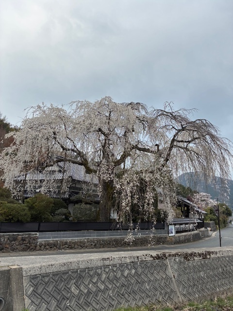 長瀬の大しだれ桜の画像 1枚目