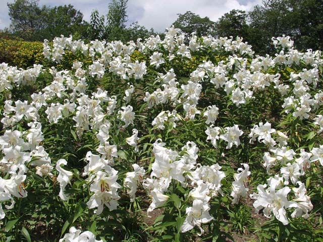 とっとり花回廊のゆりの画像 1枚目