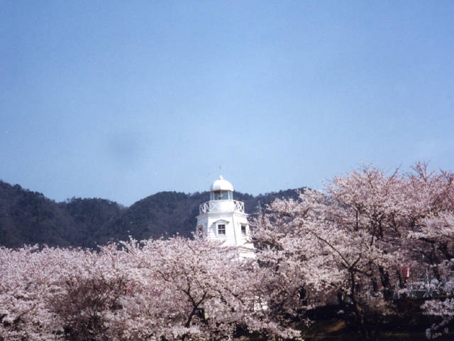 台場公園の桜