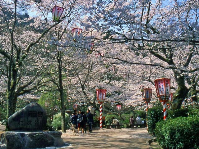 打吹公園の桜