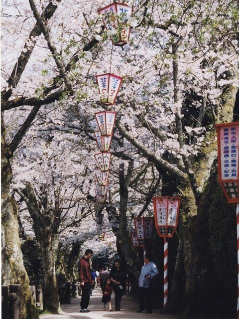 打吹公園の桜の画像 3枚目