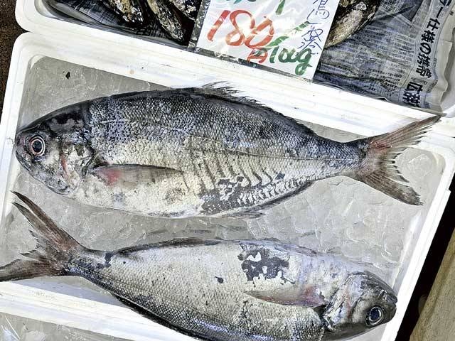 JF鳥取県漁協かろいち店の画像 3枚目