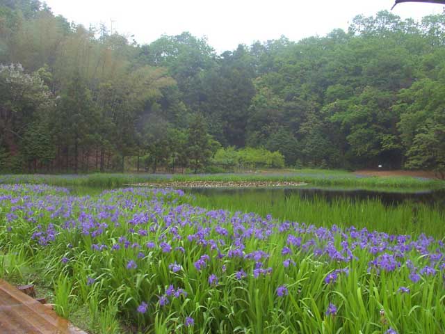 牧谷のカキツバタ群落