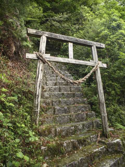 縄文杉の画像 3枚目