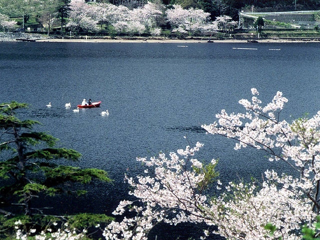 藺牟田池県立自然公園の桜