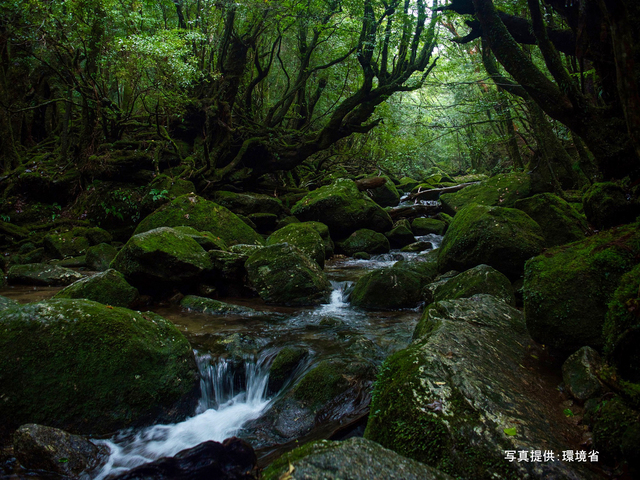 屋久島国立公園の画像 1枚目