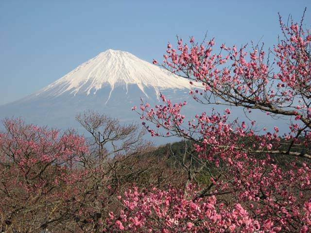 富士山のウメ