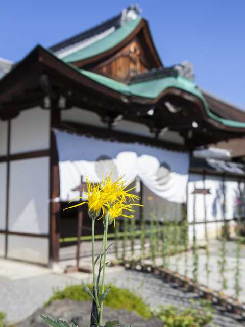 京都の菊