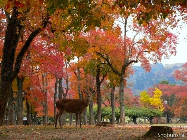 奈良公園【奈良県】