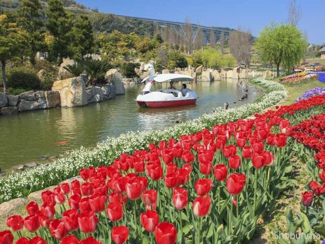 チューリップ tulip