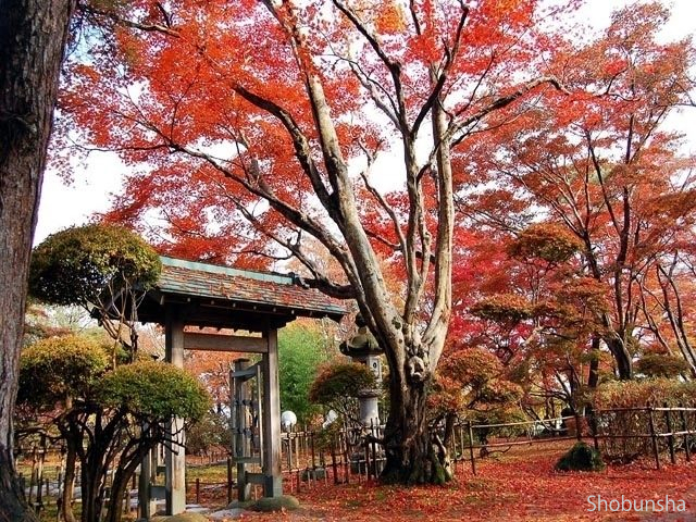 もみじ園(ライトアップ)【新潟県】