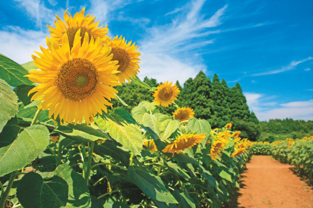 千葉 お花畑へでかけよう 目にも鮮やかな草花のじゅうたん まっぷるトラベルガイド