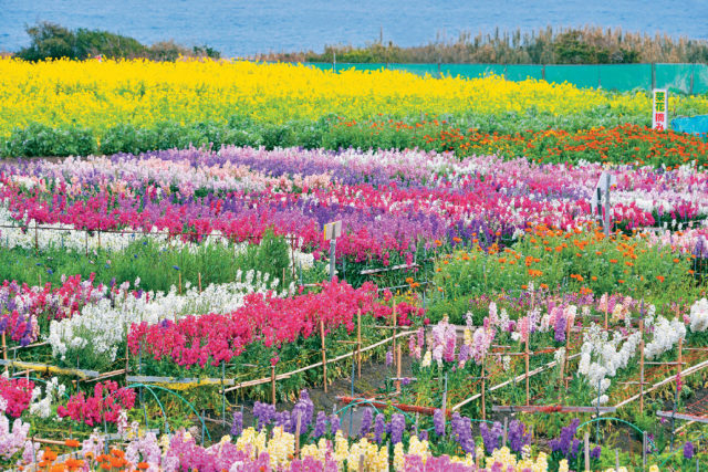 千葉 南房総 花畑めぐり 花いっぱいの海沿いロード 観光旅行メディア まっぷるトラベルガイド