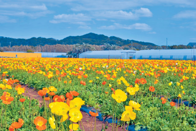 千葉 南房総 花畑めぐり 花いっぱいの海沿いロード 観光旅行メディア まっぷるトラベルガイド