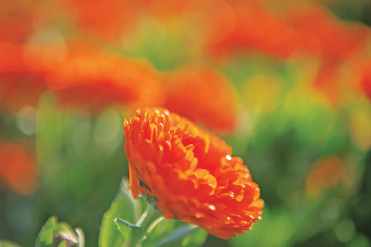 千葉 南房総 花畑めぐり 花いっぱいの海沿いロード まっぷるトラベルガイド