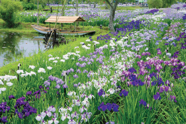 千葉 お花畑へでかけよう 目にも鮮やかな草花のじゅうたん まっぷるトラベルガイド