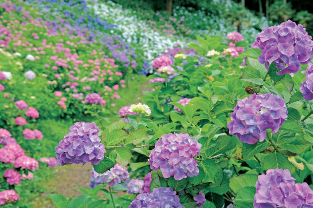 千葉 お花畑へでかけよう 目にも鮮やかな草花のじゅうたん まっぷるトラベルガイド