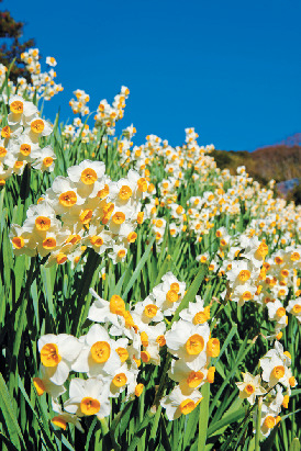 千葉 お花畑へでかけよう 目にも鮮やかな草花のじゅうたん まっぷるトラベルガイド