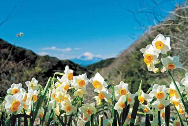 千葉 お花畑へでかけよう 目にも鮮やかな草花のじゅうたん まっぷるトラベルガイド