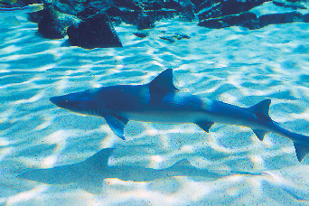 長崎 九十九島 水族館で感動体験 名物グルメ まっぷるトラベルガイド