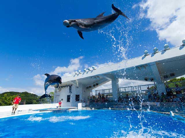 長崎 九十九島 水族館で感動体験 名物グルメ まっぷるトラベルガイド