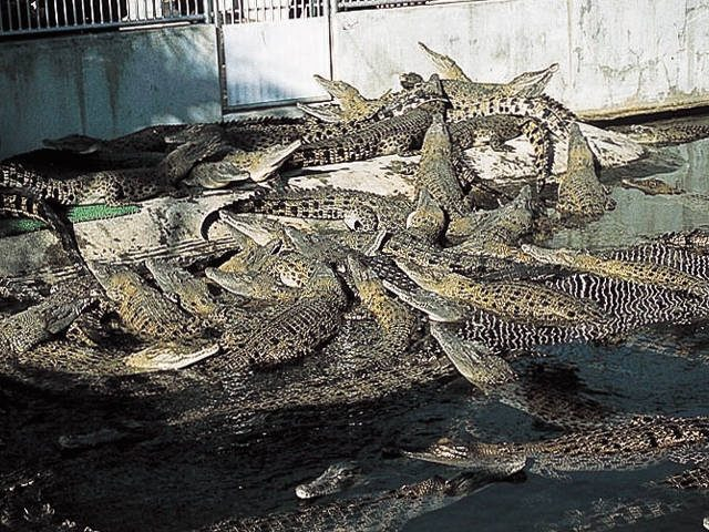 大分 別府 地獄めぐり ７つの地獄をチェック まっぷるトラベルガイド