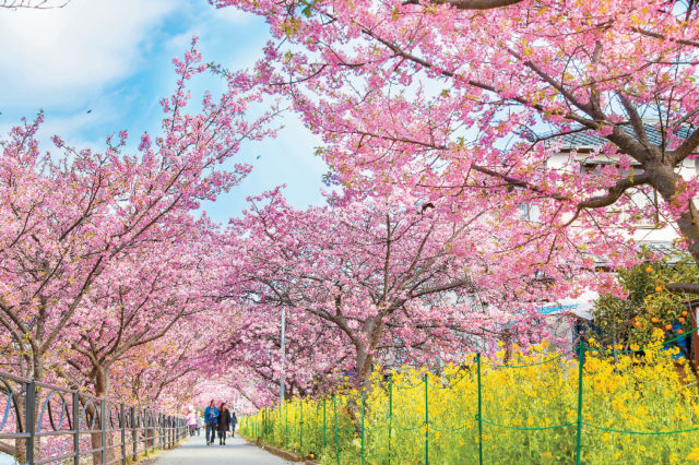 河津桜まつり 開催時期と開花目安情報