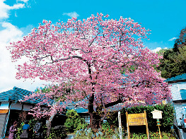 河津桜まつりのベストスポットはここ!