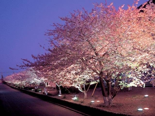 東伊豆 河津桜まつり 早春の人気イベントを見に行こう 観光旅行メディア まっぷるトラベルガイド