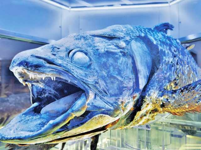 伊豆 駿河湾 神秘の深海生物に迫る まっぷるトラベルガイド