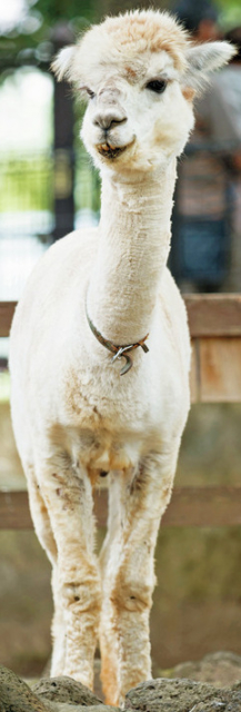 【三島駅周辺×観光モデルコース】①湧水が美しい森の遊び場「楽寿園」