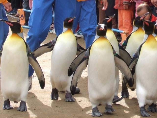 長崎ペンギン水族館 ペンギン飼育種類数世界一 観光旅行メディア まっぷるトラベルガイド