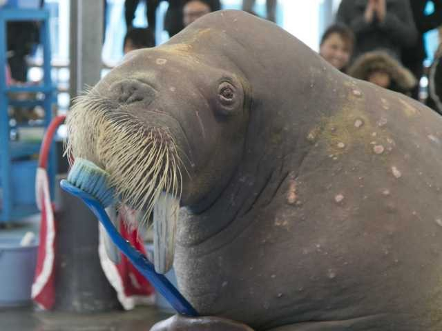 鳥羽水族館見どころナビ かわいいラッコや日本で唯一ジュゴンに会える水族館 まっぷるトラベルガイド