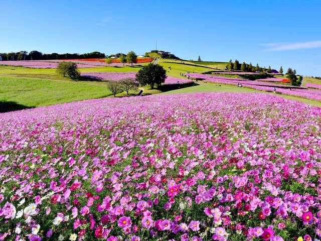 淡路島花めぐり おすすめのお花見スポット9選 まっぷるトラベルガイド