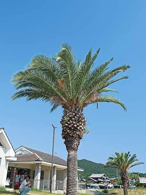 【淡路島の海水浴場】トロピカルなムードにあふれる最南端ビーチ「阿万海岸海水浴場」