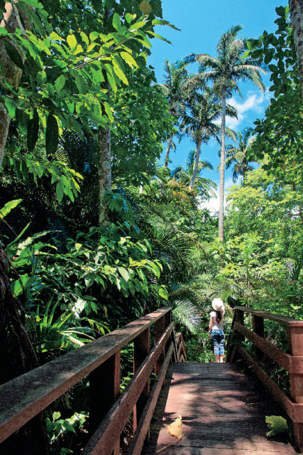 米原のヤエヤマヤシ群落