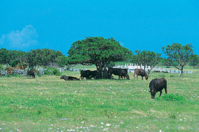 【黒島の観光スポット】仲本海岸
