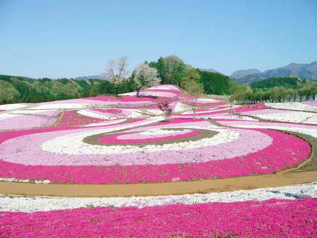 群馬 花スポット 四季折々の美しさを満喫 観光旅行メディア まっぷるトラベルガイド