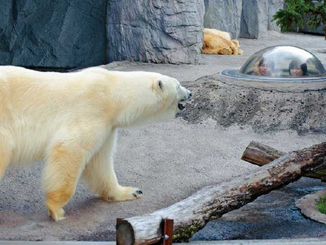 旭山動物園 人気動物たちの見どころをチェック 観光旅行メディア まっぷるトラベルガイド