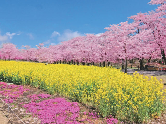 群馬 花スポット 四季折々の美しさを満喫 観光旅行メディア まっぷるトラベルガイド