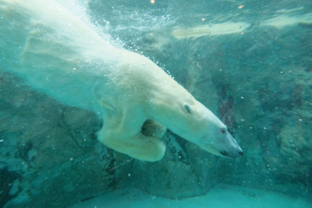 旭山動物園 人気動物たちの見どころをチェック 観光旅行メディア まっぷるトラベルガイド