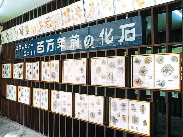 木の葉化石園