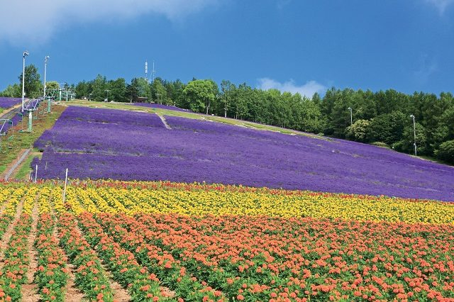 富良野【花人街道237】オススメお花畑スポット！