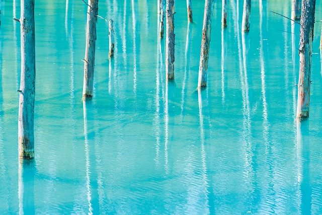 美瑛白金青い池 神秘的な絶景パワースポット まっぷるトラベルガイド