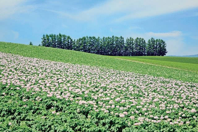美瑛の丘 Cmやポスターになった絶景めぐり まっぷるトラベルガイド