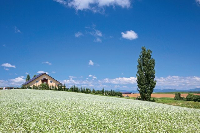 美瑛の丘 Cmやポスターになった絶景めぐり まっぷるトラベルガイド