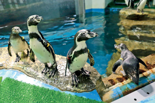 青森 浅虫水族館 浅虫温泉の見どころをチェック まっぷるトラベルガイド