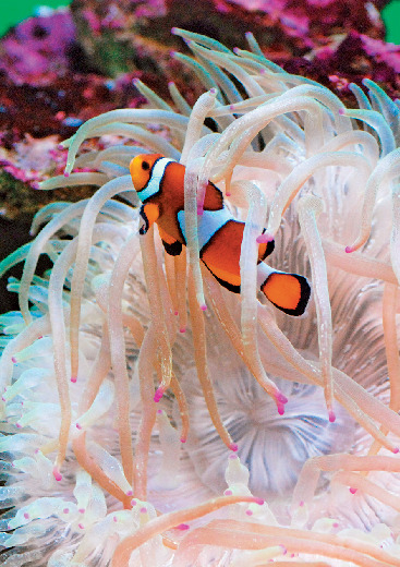 青森 浅虫水族館 浅虫温泉の見どころをチェック まっぷるトラベルガイド